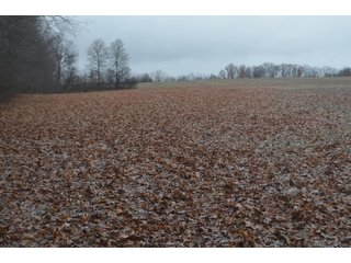 Property photo 31 - FARM AUCTION - 60.5+/- ACRES IN 5 TRACTS IN ALLEN COUNTY, INDIANA